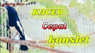 Download lagu 🔴LANGSUNG PLAY SAJA ‼️KACER ANDA PASTI LANGSUNG BUKA EKOR SEKETIKA❗❗ mp3