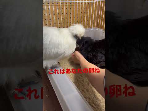 4つの簡単なステップで冬に鶏に卵を産ませるにはどうすればよいですか?  庭園