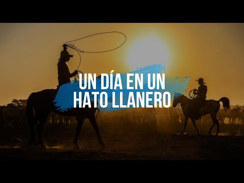 Un día en un hato llanero
