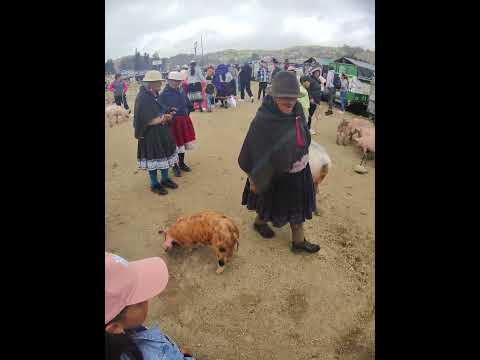 VENTA DE CERDOS EN LA FERIA DE GANADO PROVINCIA DEL CAÑAR ECUADOR LOS DOMINGOS 😙
