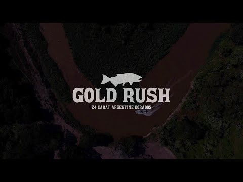 Golden Dorado Fly Fishing - Gold Rush