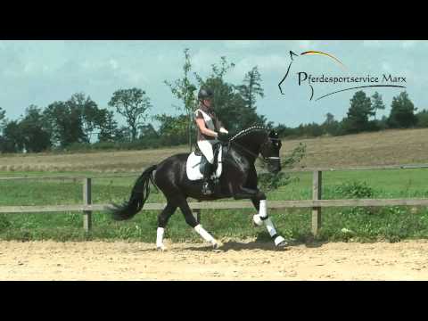 Abriano *2010 www.pferdesportservice.de- Dressur