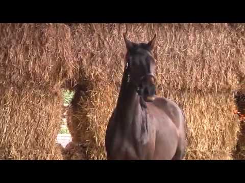 Herzklasse - Gipsy King - Abisko