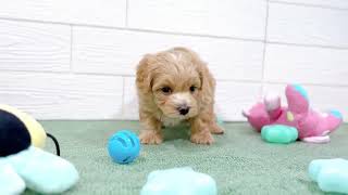 ハーフ犬の動画01