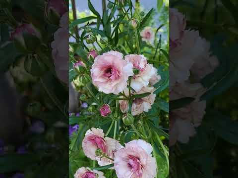 他の植物を守る、長く咲き続けるグランドカバーフラワー9種！  庭園