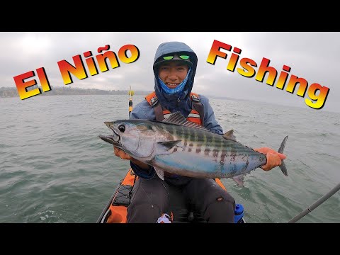 El Niño Brings CRAZY FISHING to the BAY AREA