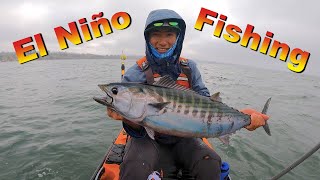 El Niño Brings CRAZY FISHING to the BAY AREA