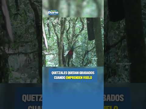 QUETZALES EMPRENDEN SU VUELO ❤️🇬🇹