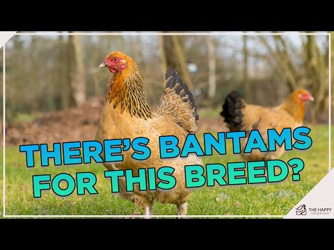 , title : 'You'll see why the Buff Brahma Bantam is a great breed!'