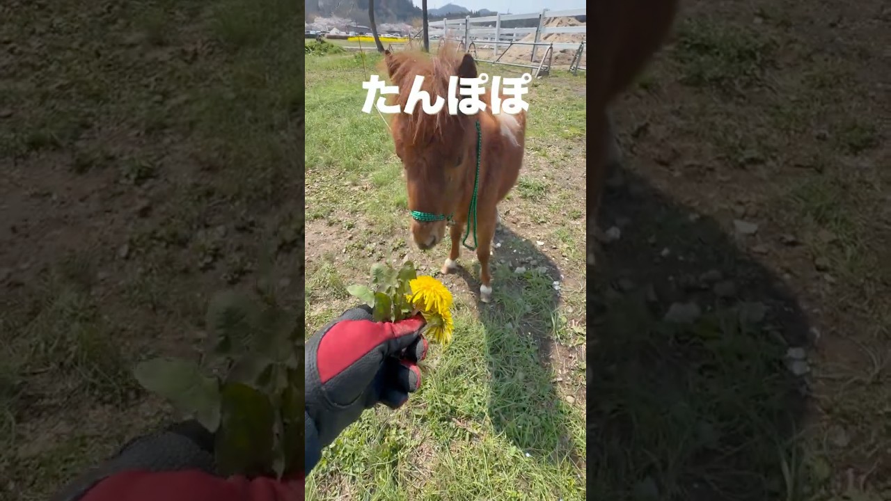 夕泰と新太郎、たんぽぽ食べる？ #ファーム生活 #horse #animals