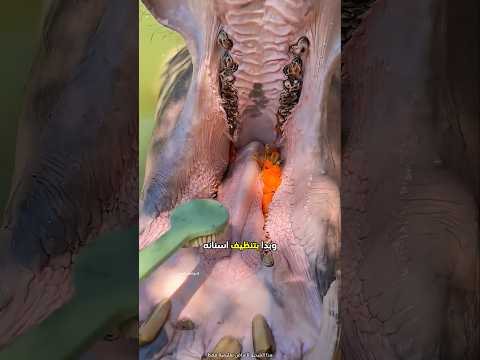 أراد الرجل المزاح مع فرس النهر الخاص به 😮 #shorts