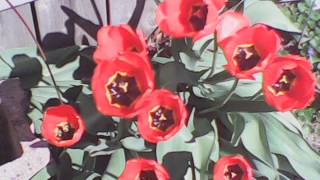 preview picture of video 'Red Tulips'