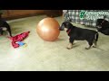 German Shepherd dogs for sale: Neil - Video 1