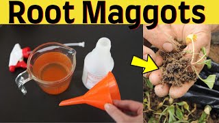 How to get rid of root maggots in soil of houseplants