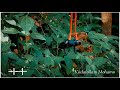 VIRAL DHOORAM KANUMMO KADALOLLAM MOHAMAO MALAYALAM MOVIE DEAR COMERADE MY VIDEOGRAPHY STATUS