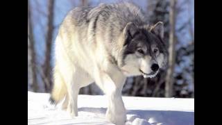 Cryoshell Falling with lyrics