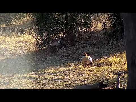 Djuma: Egyptian Geese fighting - 07:56 - 07/28/21
