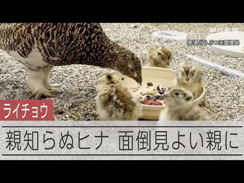 IUCN分類における絶滅の危険性を示す図。