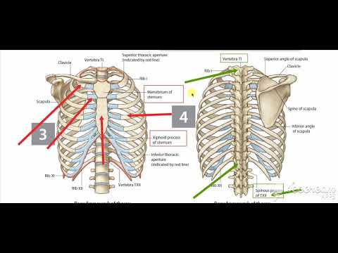 Thoracic cage 6