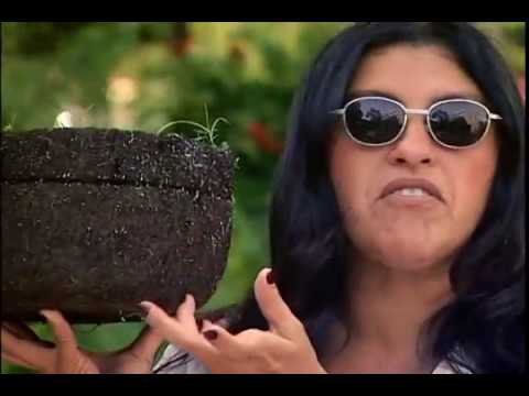 Um Pé de Quê? Xaxim