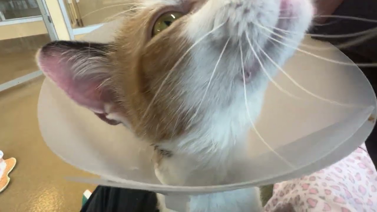 Enlarge Trinket, an adopted Calico in Eatontown, NJ video 2/6