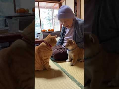 豆柴「ねえねえ見た！？今パンチしたよあのネコ！！ねえねえおばあちゃん！」　#shorts