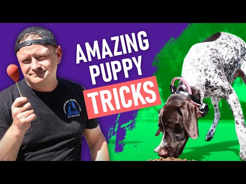 How to Free Shape the "Touch" Command with Your Puppy!