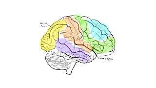 this simple writing habit will boost your IQ.