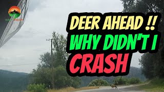 Deer Ahead | Why Didn't I Crash