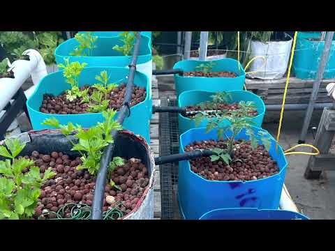 Hydroponic garden update Sunday 19 March 2023