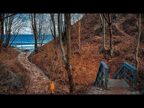 Lisi Jar, Rozewie, Łebski Żłeb (luty 2024)