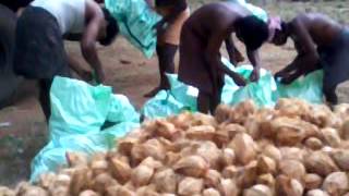 preview picture of video 'coconut exporter in india.com'