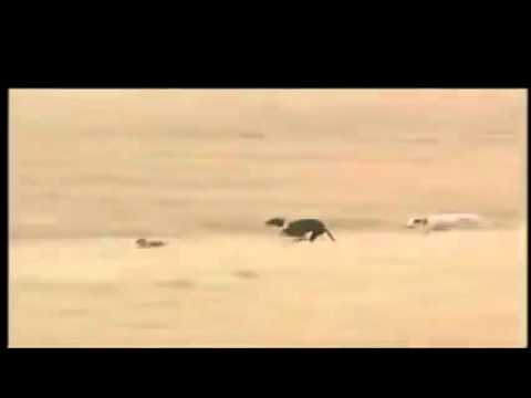 Le chien vs le lapin