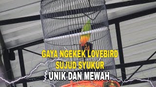 Download lagu Gaya Ngekek Lovebird Sujud Syukur Sangat Unik mp3 Download lagu Gaya Ngekek Lovebird Sujud Syukur Sangat Unik mp3