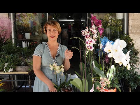 Si te kujdeseni per jetegjatesine e orkidese? | ABC News Albania