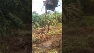 Download lagu king cobra terbesar yg tertangkap di hutan kalimantan //  brita viral king cobra hari ini.. mp3