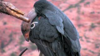 preview picture of video 'California Condors in Zion National Park'