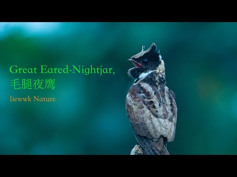 "batman" calling loud .... Great Eared-Nightjar , 毛腿夜鹰 4k recording
