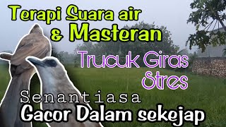 Download lagu Terapi TRUCUKAN biar cepat GACOR dengan SUARA AIR,  kombinasi suara TRUCUK ROPEL PANJANG mp3