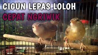 Download lagu tips jitu perawatan ciblek lepas loloh cepat terpanto ngriwik 100% berhasil mp3