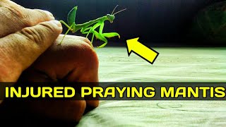 Injured praying mantis