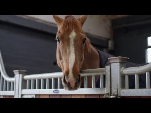 The Whitakers: A Showjumping Dynasty