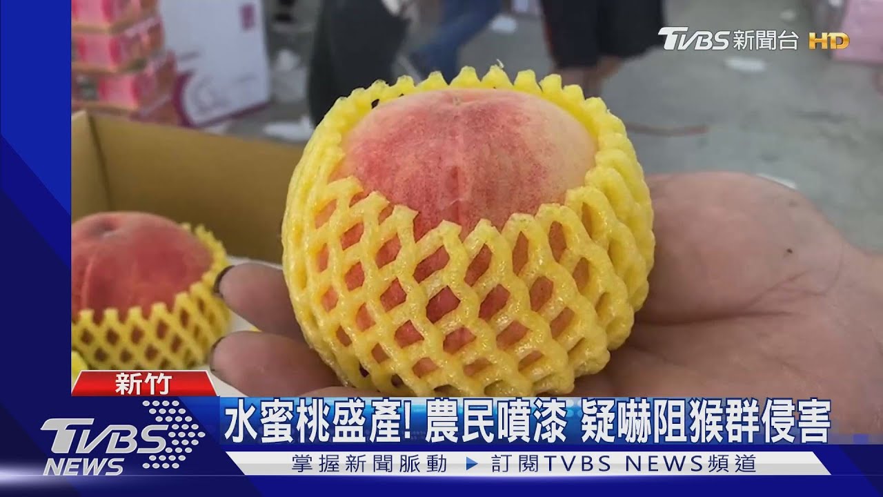水蜜桃盛產!農民噴漆 疑嚇阻猴群侵害