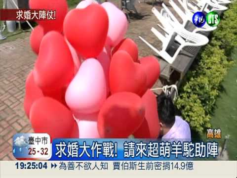 "超萌"求婚! 羊駝裙擺搖搖見證