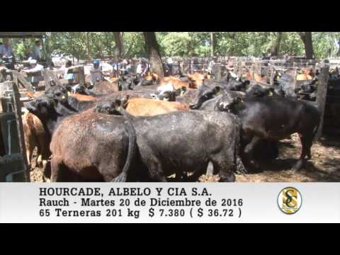 20-12-16 Venta de Hembras - Hourcade, Albelo y Cia S.A. - Rauch.