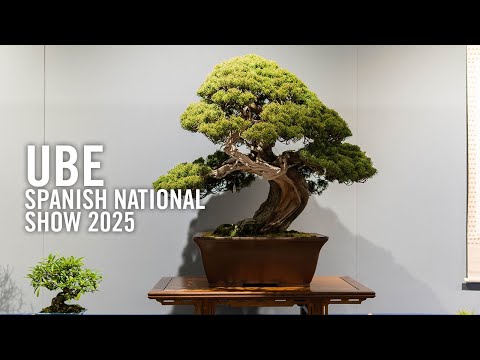 UBE VI 2025, the Spanish national bonsai exhibition