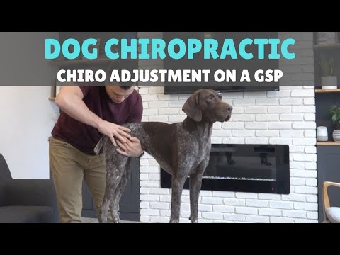 YouTube video about: How much does a dog chiropractor cost?