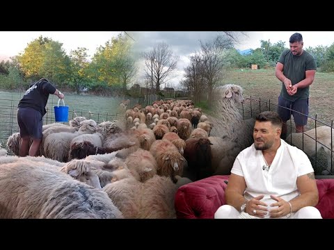 Befason çobani më i veçantë e modern shqiptar: Ja pse nuk e shes dashin as 5000 euro