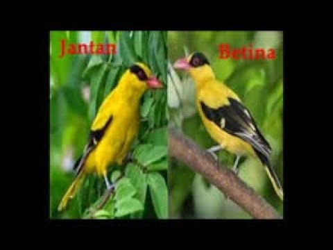 Kepodang Novyj Trend Smotret Onlajn Na Sajte Trendovi Ru