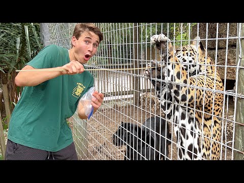 MEETING ALL MY EXOTIC CATS ! HOW MANY DO WE HAVE ?!